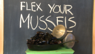 Episode 12 Flex your mussels