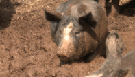 Episode 13 Potato Vodka Pigs