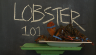 Episode 16 Lobster 101