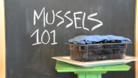 Episode 6 Mussels 101