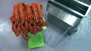 Lobster on base